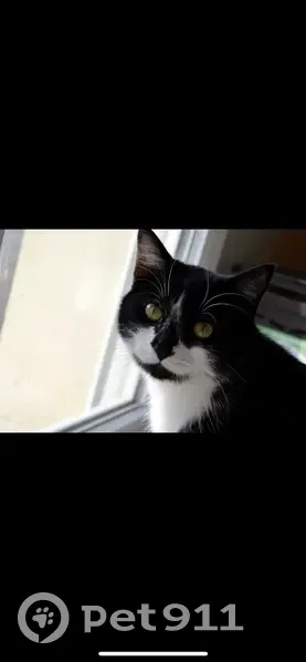 Chat noir et blanc perdu à Hettenschlag - photo