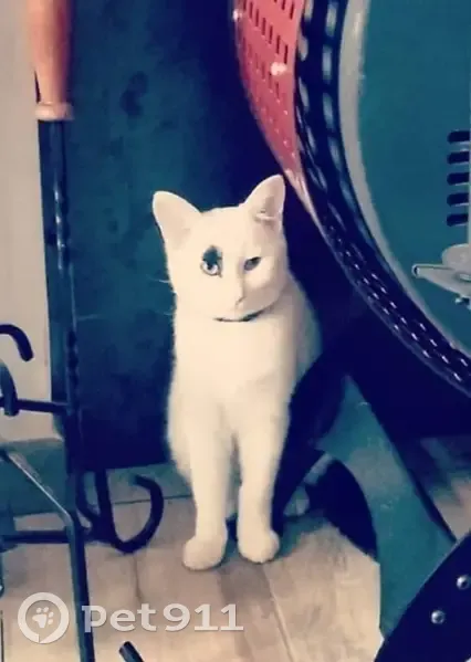 Chat blanc et noir perdu à Loubeyrat - photo