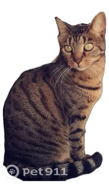 Chat tigré marron clair perdu à Dammartin - photo