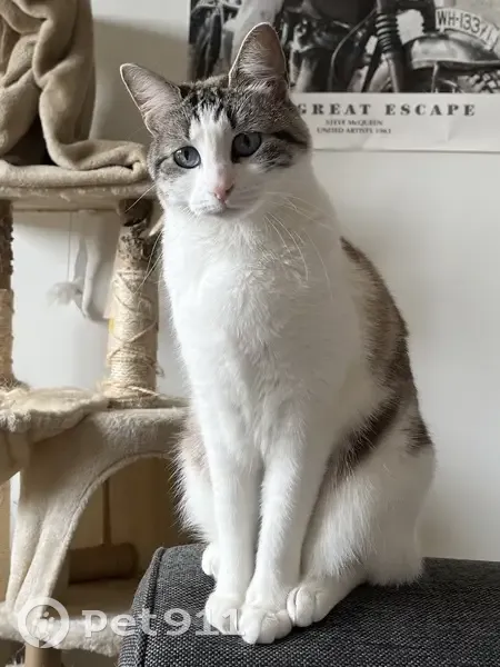 Chat perdu : Rostï, 4 ans, Orléans, Faubourg Bannier - photo
