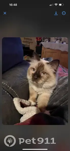 Chat Sacré de Birmanie perdu à Ste-Hélène-du-Lac - photo