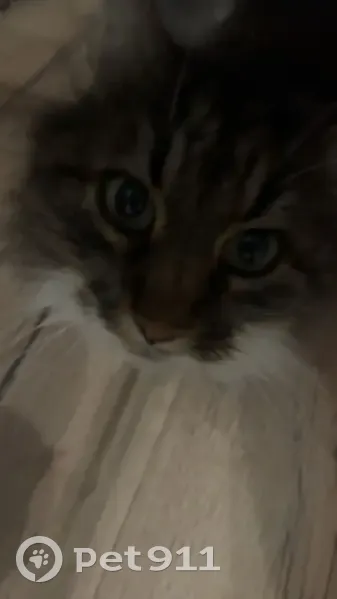 Chat castré dodu perdu à Grazay - photo