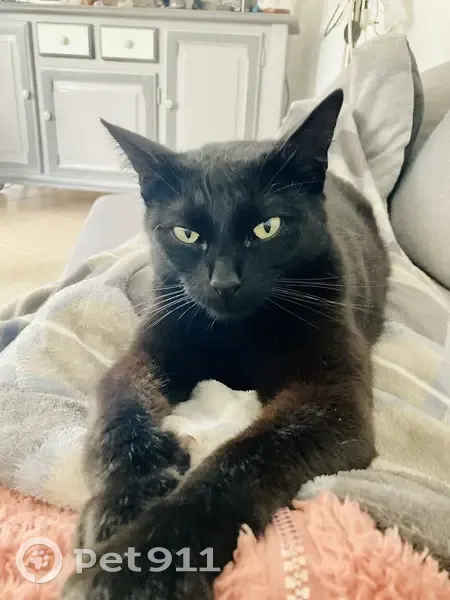 Chat Perdu à Lamillarié : Tia, Petite et Timide - photo