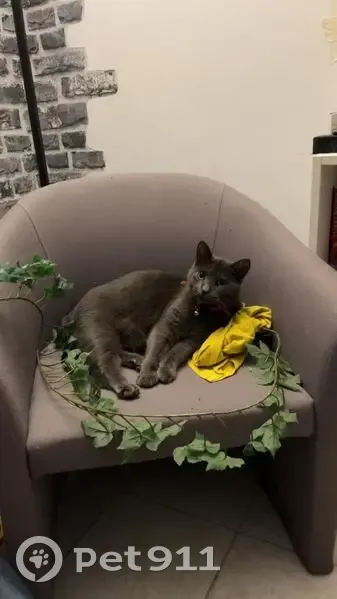 Perdue : chatte Bleu Russe à Lembras - photo
