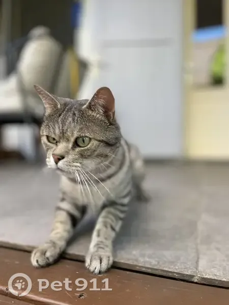 Chat perdu à Saint-Leu, infos recherchées - photo