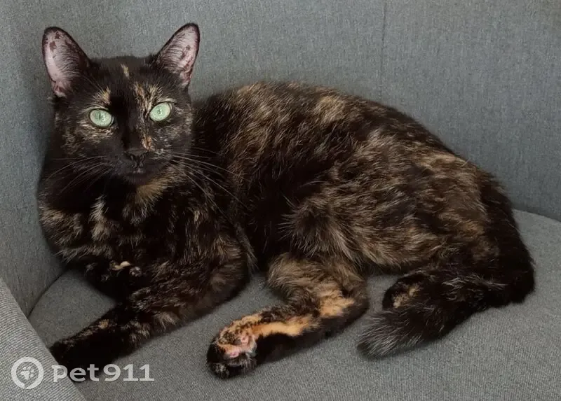 Chatte écaille de tortue perdue à Talence - photo