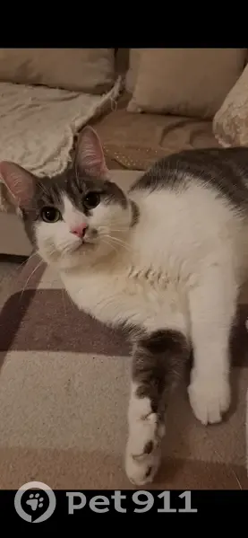 Chat perdu à Bègles, Allée des Pruniers - photo