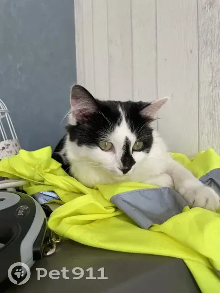 Chatte stérilisée perdue à Châtellerault - photo