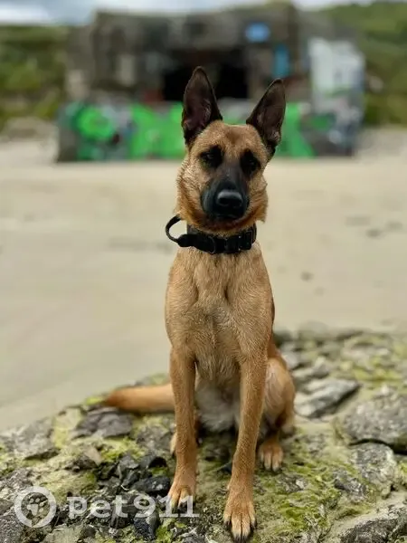 Chienne Malinoise Perdue à Saint-Martin-du-Tertre - photo
