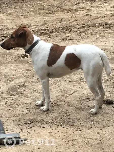Chien perdu: Fox terrier Rafale, Marcilly-sur-Eure - photo