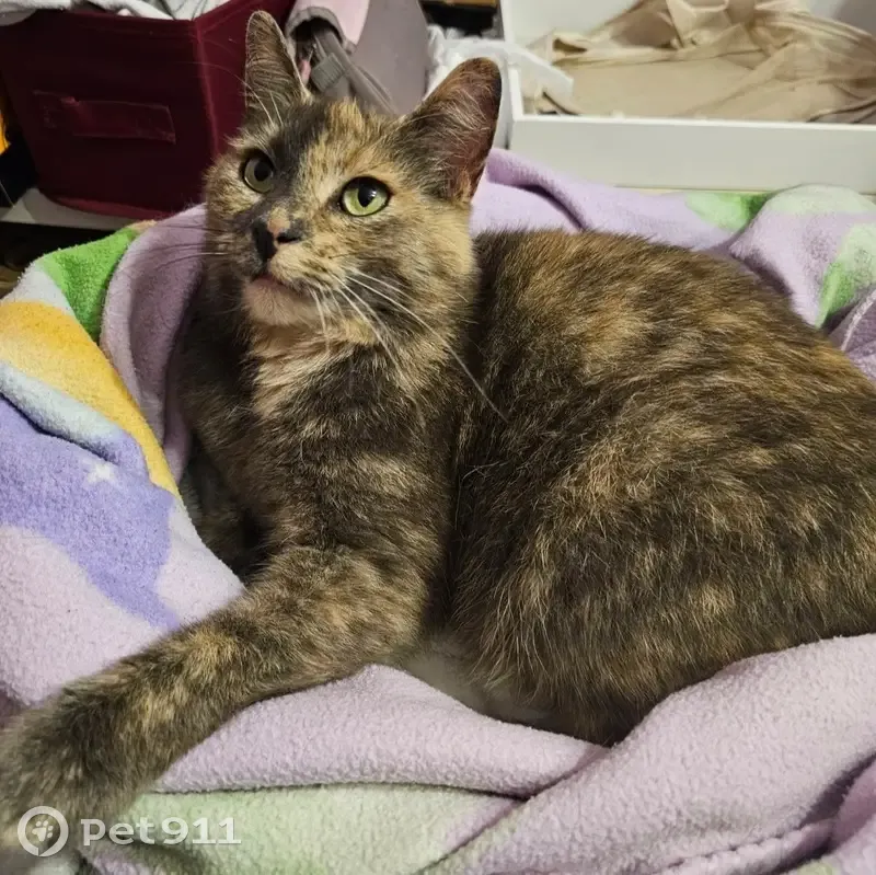 Chatte perdue sans queue à Escaudain - photo