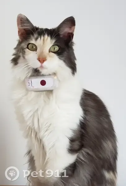 Chatte pucée poils longs perdue à Pontoise - photo