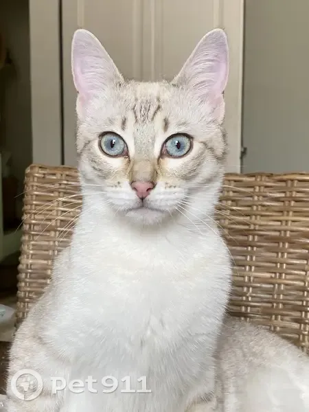 Chat blanc-gris aux yeux bleus perdu à Limoges - photo