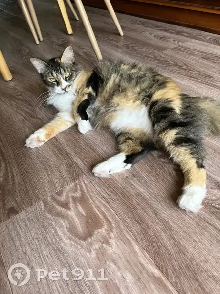 Chat écaille de tortue disparu à Talence - photo
