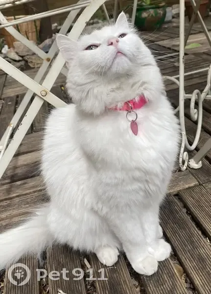 Chatte blanche 3 ans perdue à Cannes - photo