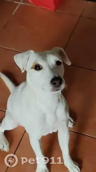 Chien disparu aperçu près des terrains de tennis - photo