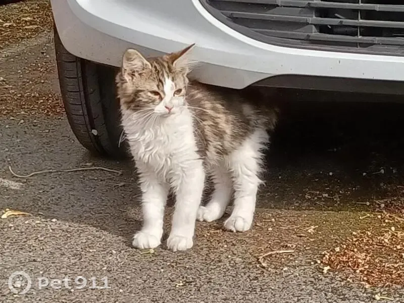 Chat blanc et tricolore trouvé à Lille - photo