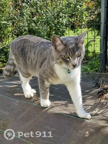 Chat pucé disparu Rue des Delettes, Luc-sur-Mer - photo