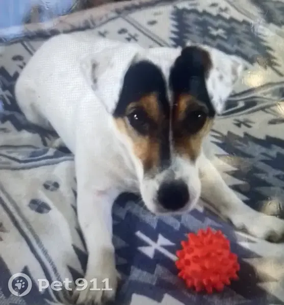Chien perdu à Paris : Yago, très gentil - photo
