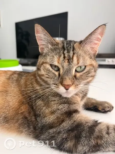 Chat femelle 9 ans perdue à Montebourg - photo