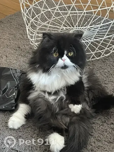 Chat persan noir et blanc disparu à Lyon - photo