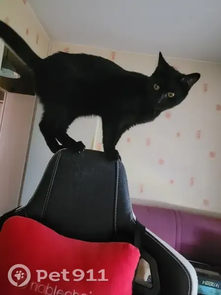 Chatte noire de 10 mois disparue à Chelles - photo