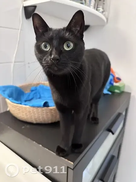 Chatte noire perdue à Reims, rue du Jard - photo