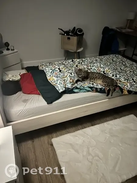 Chat tigré Pumba disparu à Aire-sur-l'Adour - photo