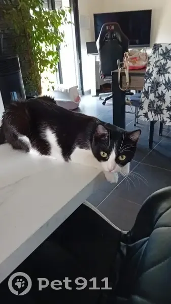 Chat noir et blanc perdu à Annemasse - photo