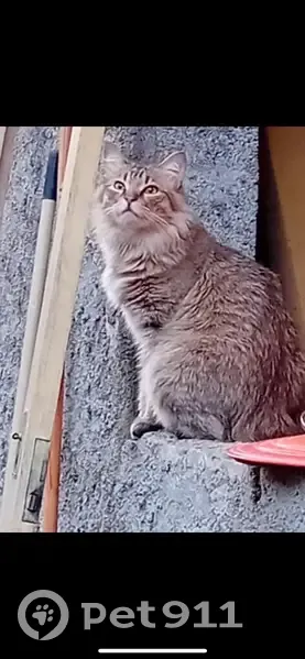 Chatte stérilisée craintive perdue à Olette - photo