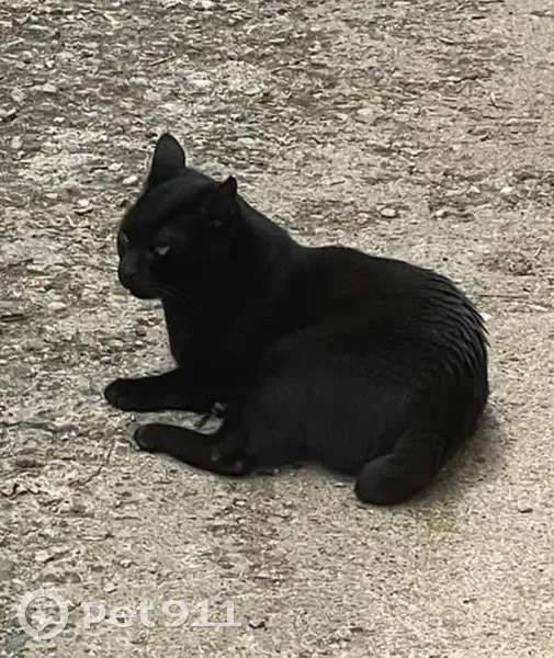 Chat noir Gino perdu, Rue de Grammont - photo