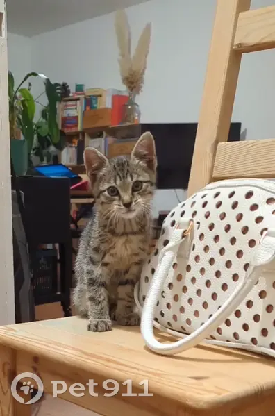 Chaton sociable trouvé Rue du Lunain, Viry - photo
