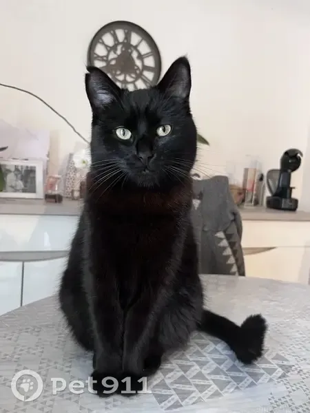 Chat perdu à La Groie Quetier, 9, Bords - photo