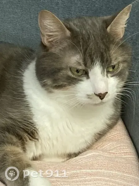 Chat perdu à Chamalières : Youmi, mâle craintif - photo