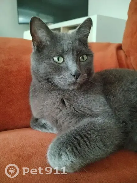 Chat gris mâle disparu à Chamalières - photo