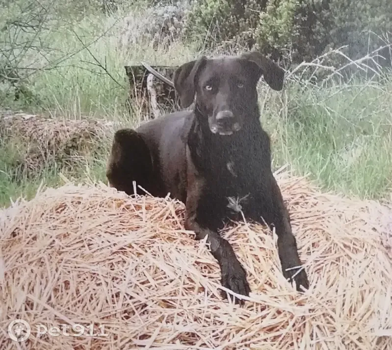 Chienne croisée labrador noire disparue - photo