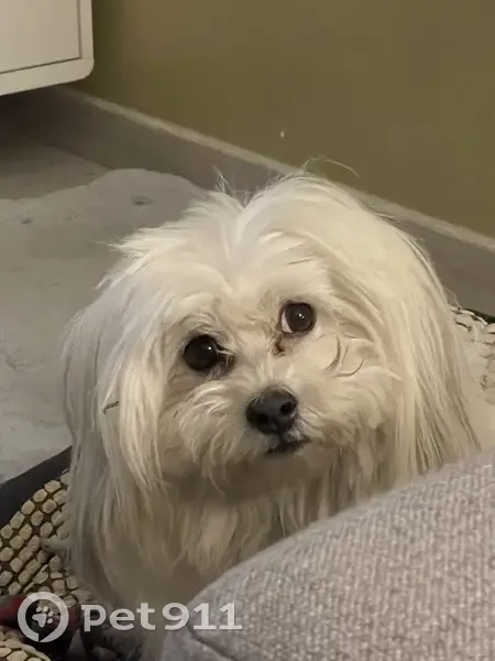 Chienne Coton De Tuléar perdue à Blagnac - photo