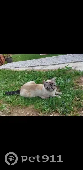 Chat perdu, mince, yeux bleus, Veauche - photo