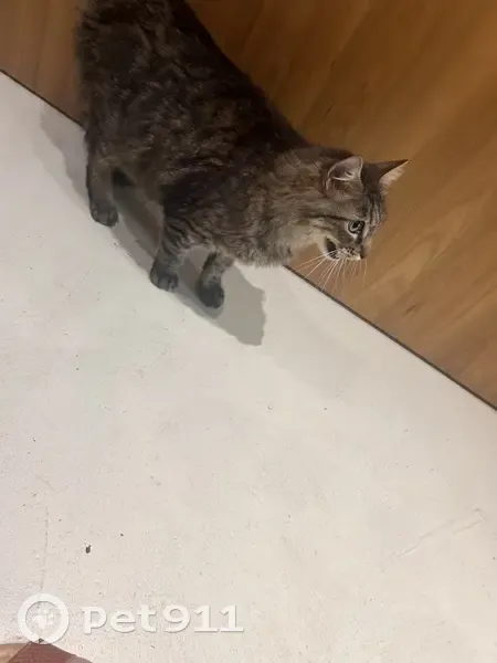 Chat trouvé, peut-être enceinte, Place Churchill - photo