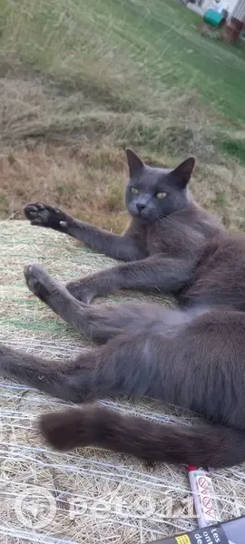 Chat perdu : Grisou, sociable et svelte - photo