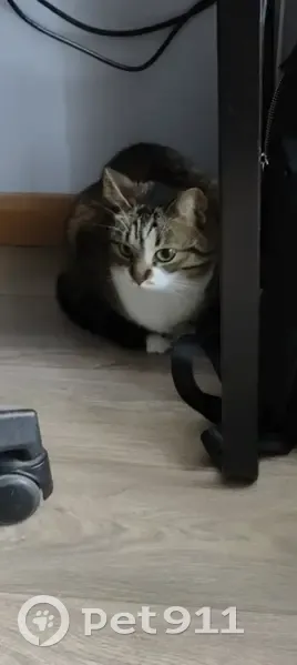 Chatte tigrée-blanche perdue à Massy - photo