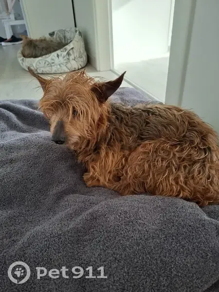 Chien mâle noir et feu trouvé à Wittisheim - photo