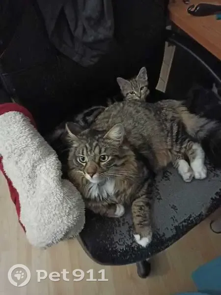 Chat perdu à Gentilly, 94 : Aidez-nous ! - photo