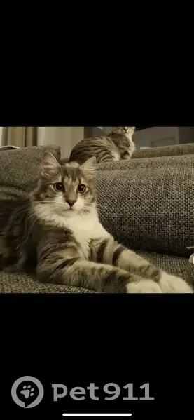 Chat perdu secteur Coursan, contactez-nous ! - photo