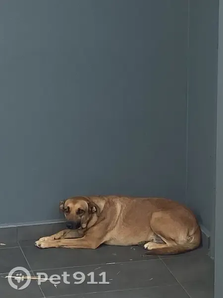 Chienne blessée trouvée Rue Lobelie, La Possession - photo