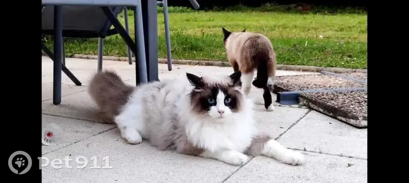 Chat Ragdoll 11 mois perdu à Limoges - photo