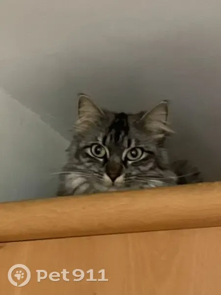 Chatte européenne disparue à Rueil-Malmaison - photo