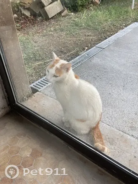 Chat mâle castré trouvé, craintif mais docile - photo
