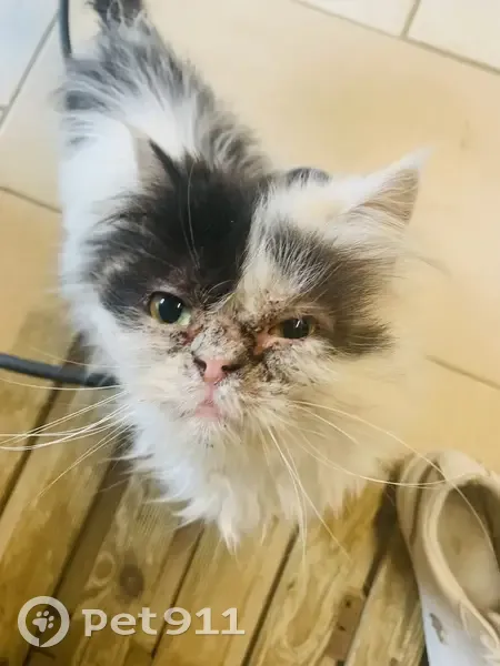 Chatte persane câline trouvée à Tourlandry - photo