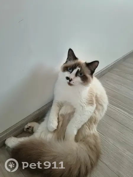 Chat sacré de Birmanie perdu à Froidfond - photo